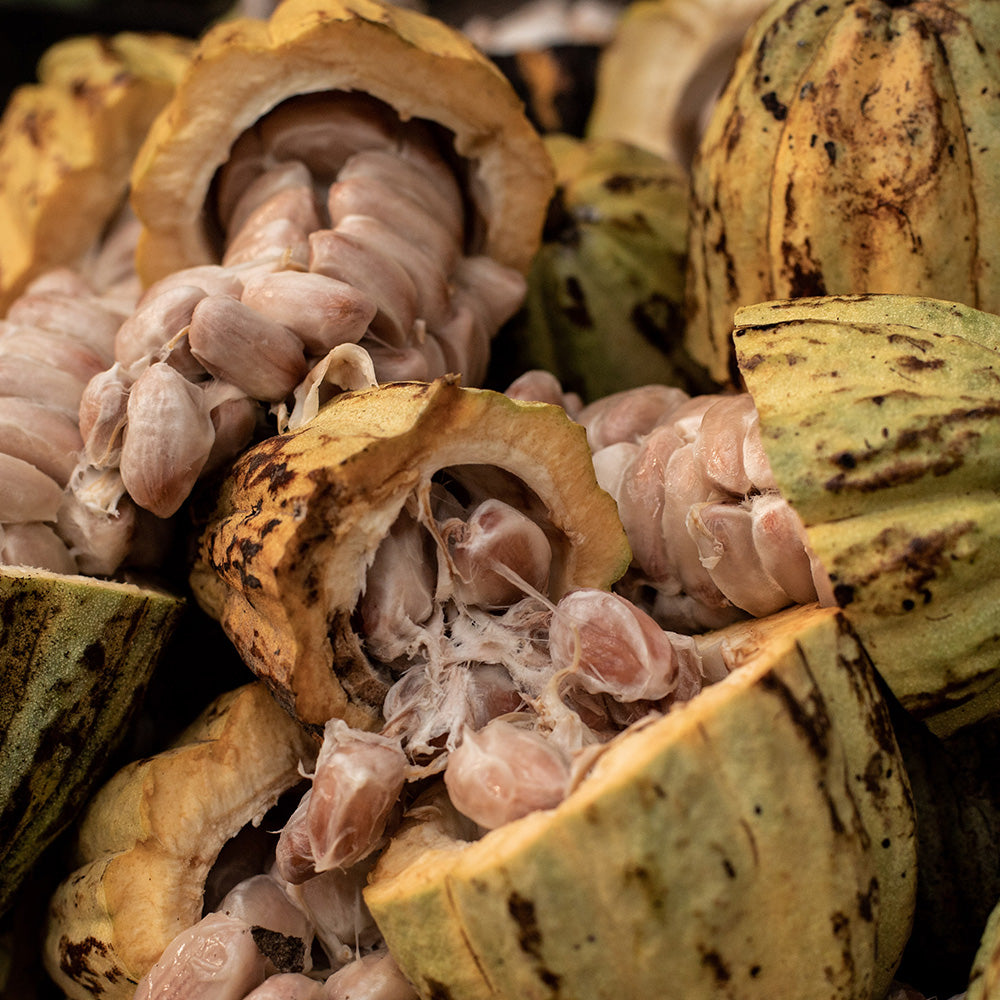 All about cacao