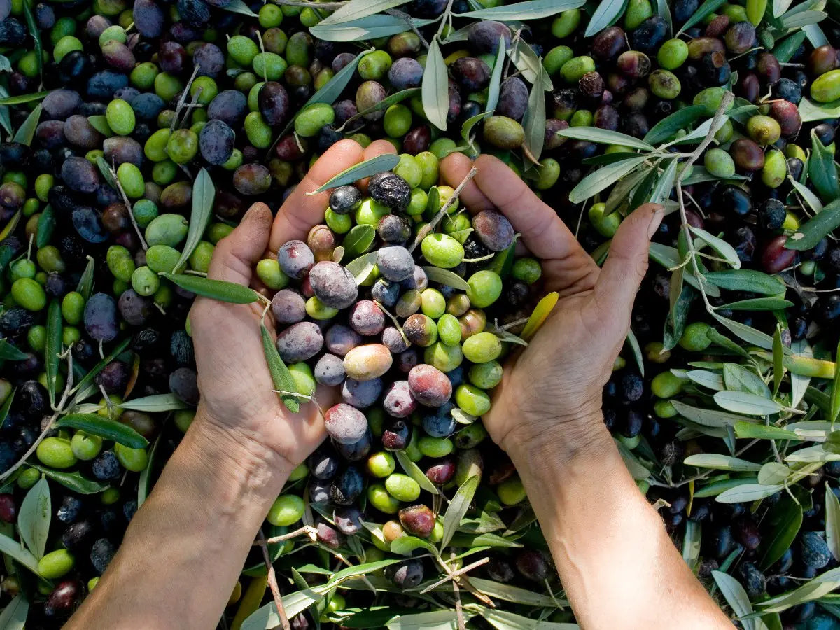 Olive oil and longevity