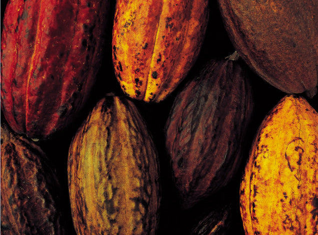 Organic cacao powder